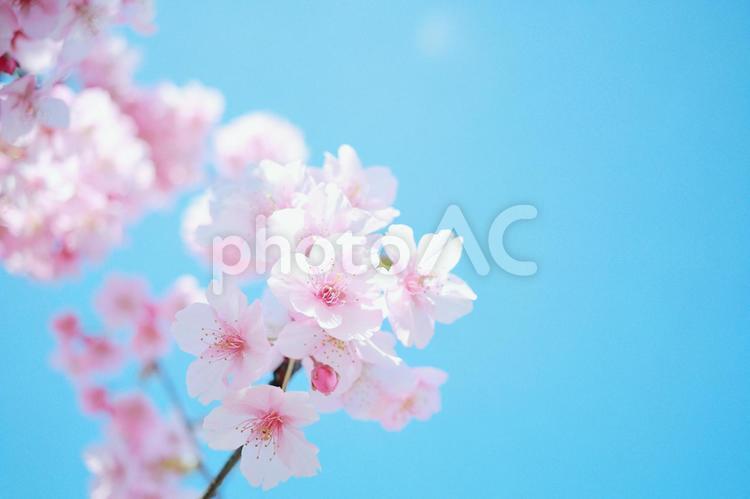 Cute pink cherry blossoms blooming in the sky, cherry blossoms, cherry blossoms, sakura, JPG