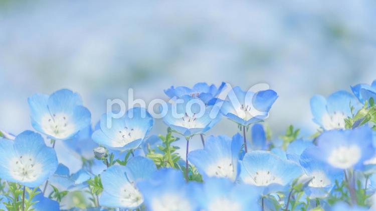 Light blue nemophila flower field, nemophila, spring, flower, JPG