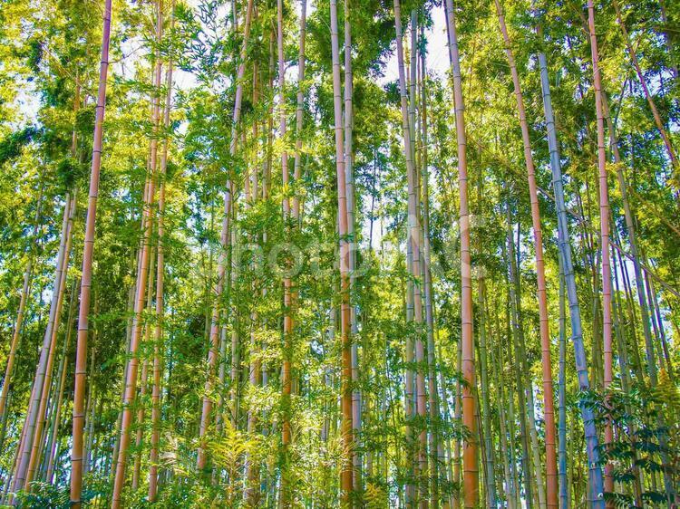 bamboo forest, bamboo forest, only, woods, JPG