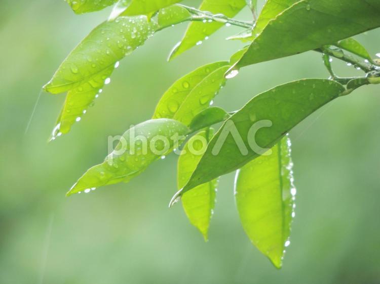 Rainy season _ leaf drops, after the rain, rainy season, leaf, JPG