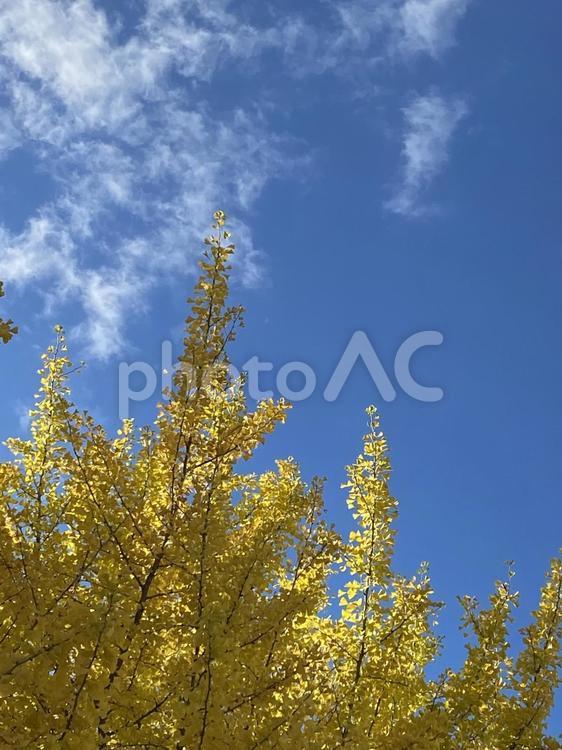 Ginkgo, ginkgo biloba, autumn leaves, sunny, JPG