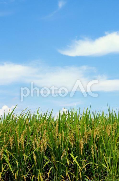 Autumn sky and paddy field, blue sky, autumn sky, sky, JPG