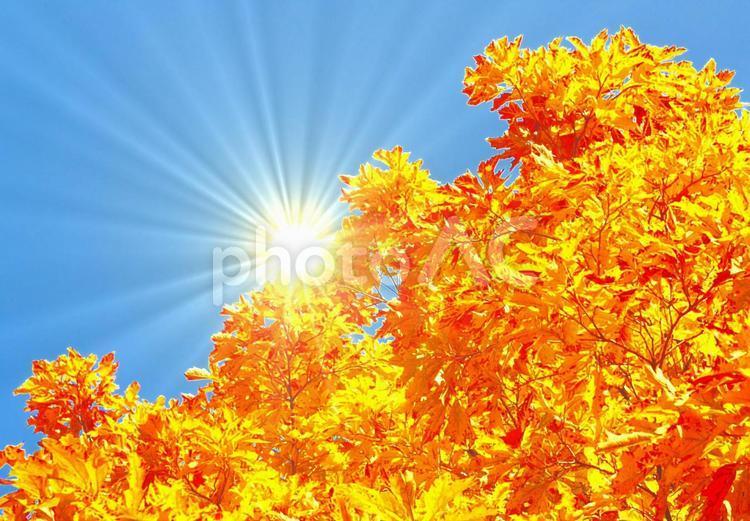 The sun seen through the sky, autumn leaves, maple, momiji, JPG