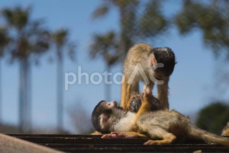 Two squirrel monkeys, squirrel monkey, animal, ape, JPG