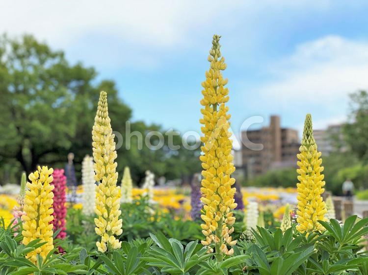 Yellow Lupine blooming in a park in the city, lupine, yellow, flower, JPG
