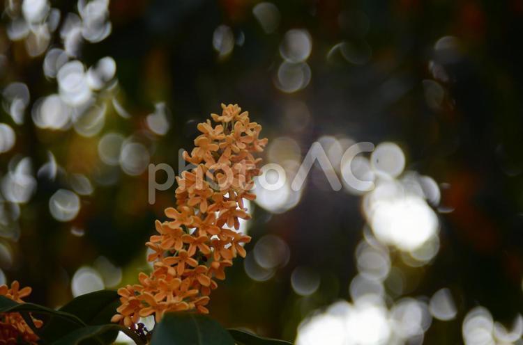 Kinmokusei, autumn scent, osmanthus, autumn, JPG
