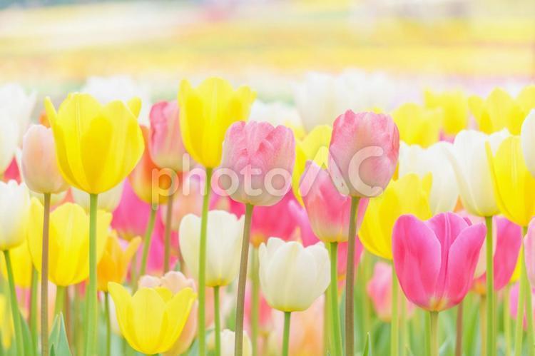 Colorful tulip field, tulip, spring, colorful, JPG