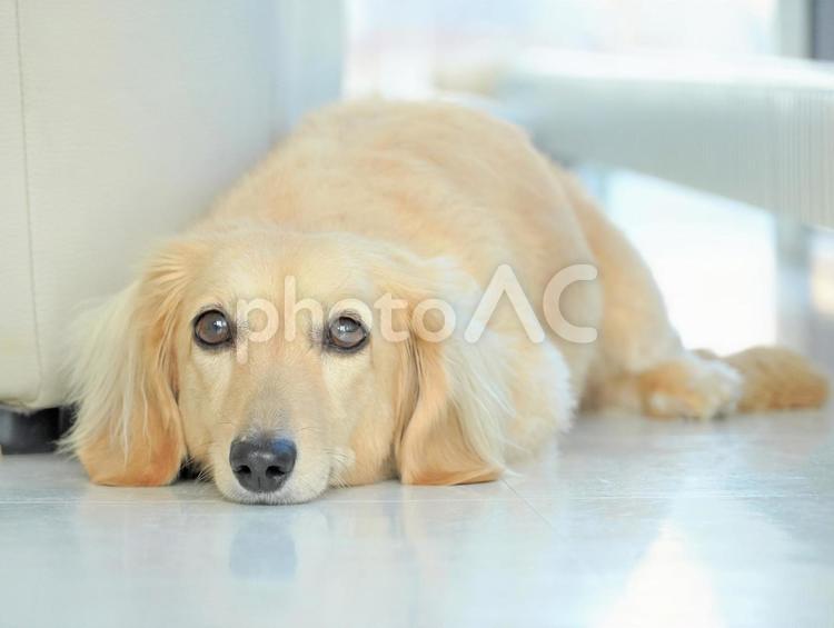 Lying down miniature dachshund, dog, dog, dog, JPG