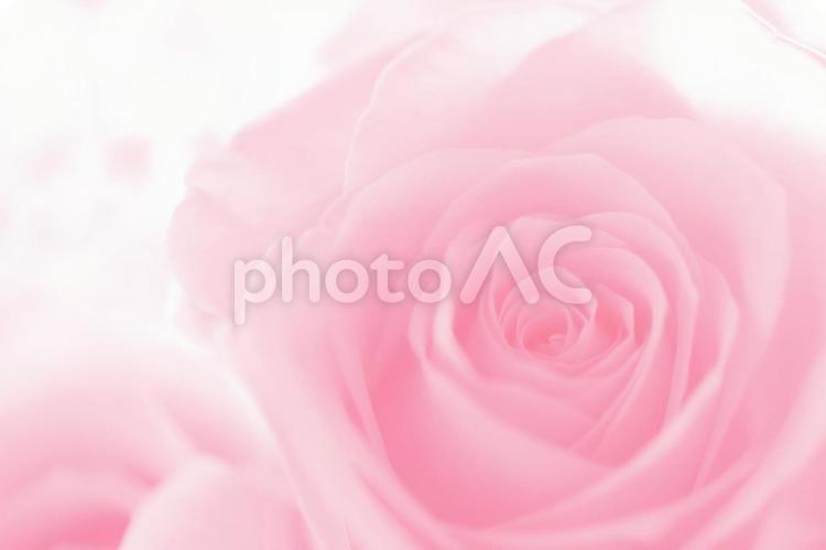 A gentle pink rose 2, rose, glitter, bouquet, JPG