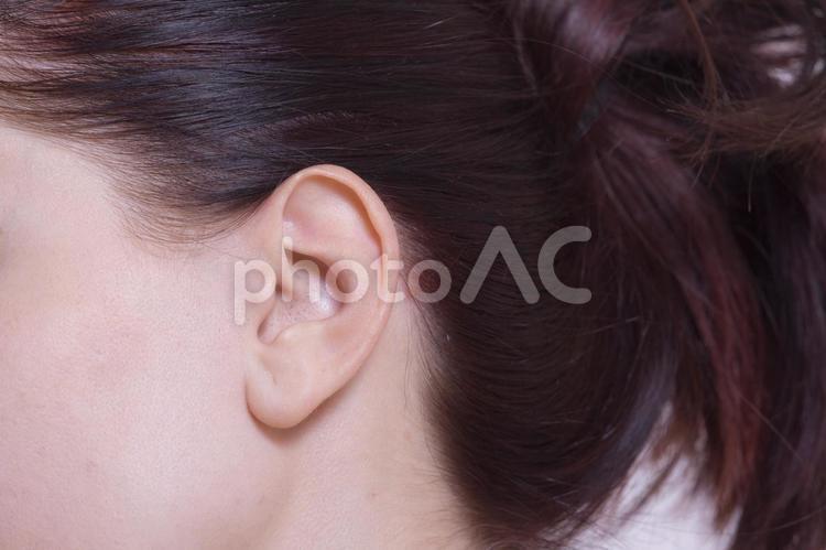 Female ears and head 2, female, ear, up, JPG