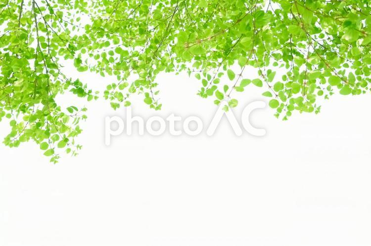 Fresh green sunbeams frame background, fresh green, sunbeams leaves, green, JPG