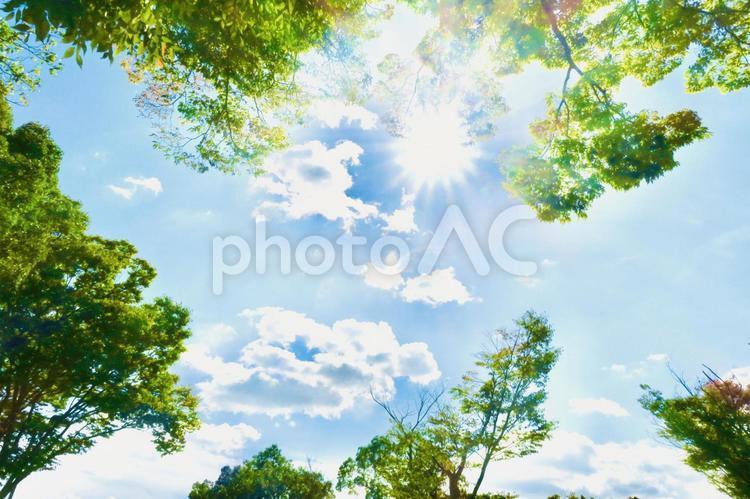 Collaboration of pale blue sky, sun and trees, sun, blue sky, cloud, JPG