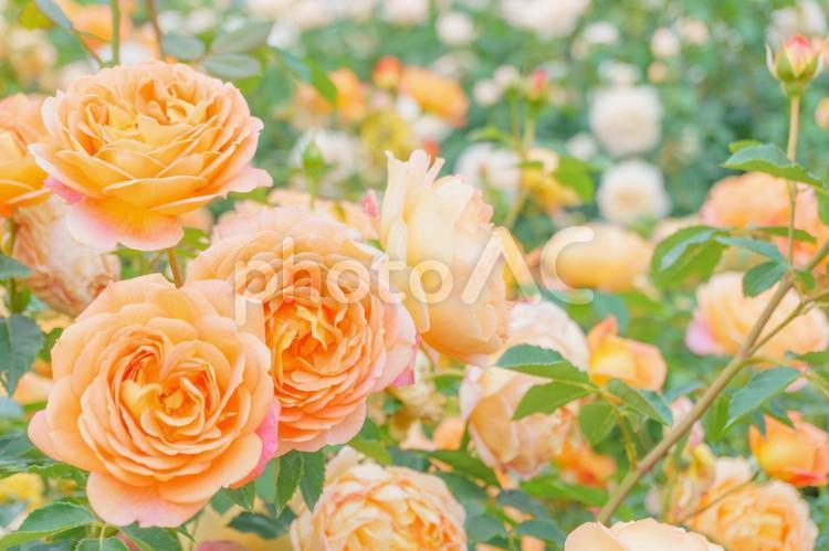 Orange roses in full bloom, rose, orange, rose, JPG