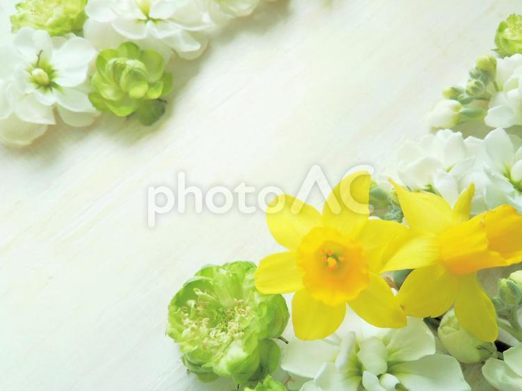 Narcissus and stock botanical background frame, flower, spring flower, bouquet, JPG