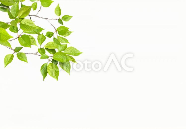 Early summer fresh green young leaves frame background, fresh green, leaf, young leaves, JPG