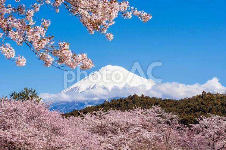 Mt. Fuji and cherry blossoms in full bloom Yoshino cherry tree, fuji mountain, world heritage, world heritage, JPG