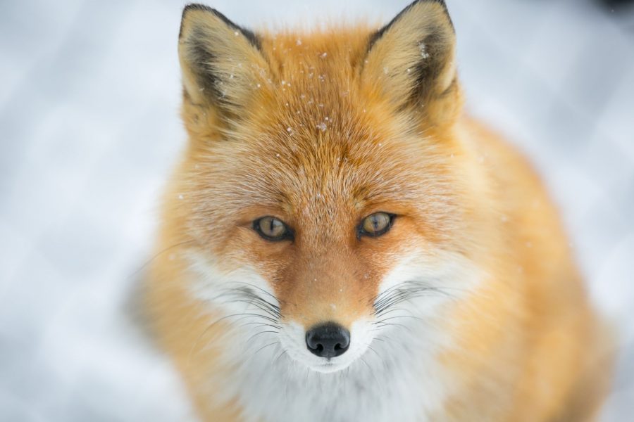 animal photography photoAC fox portrait on snow